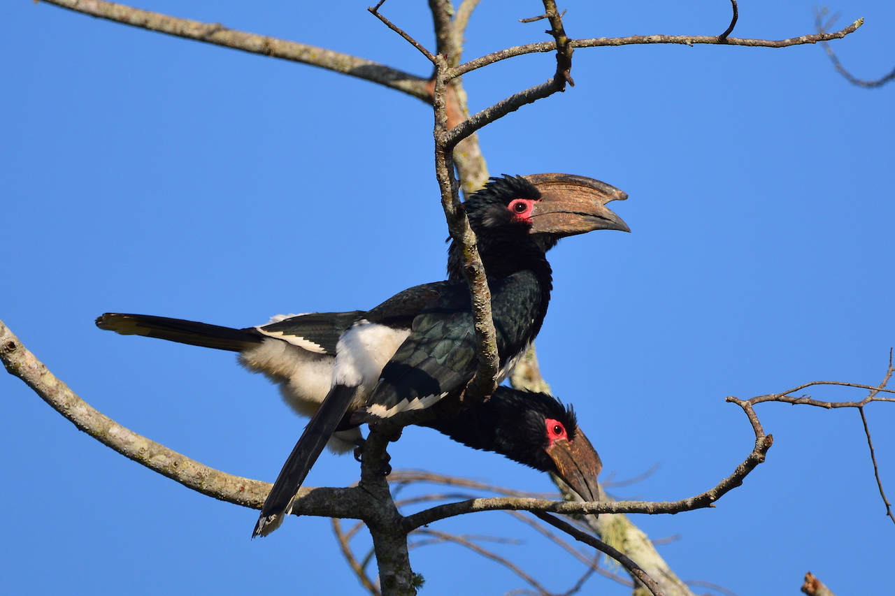 Bycanistes bucinator